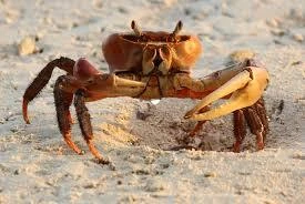 Crustaceans