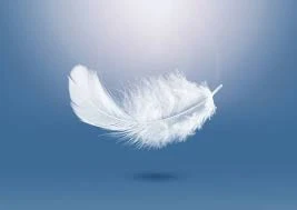 Feathers & Down
