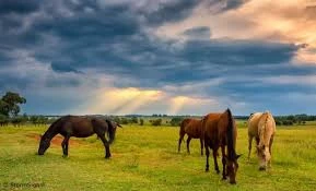 Live Equine Animals